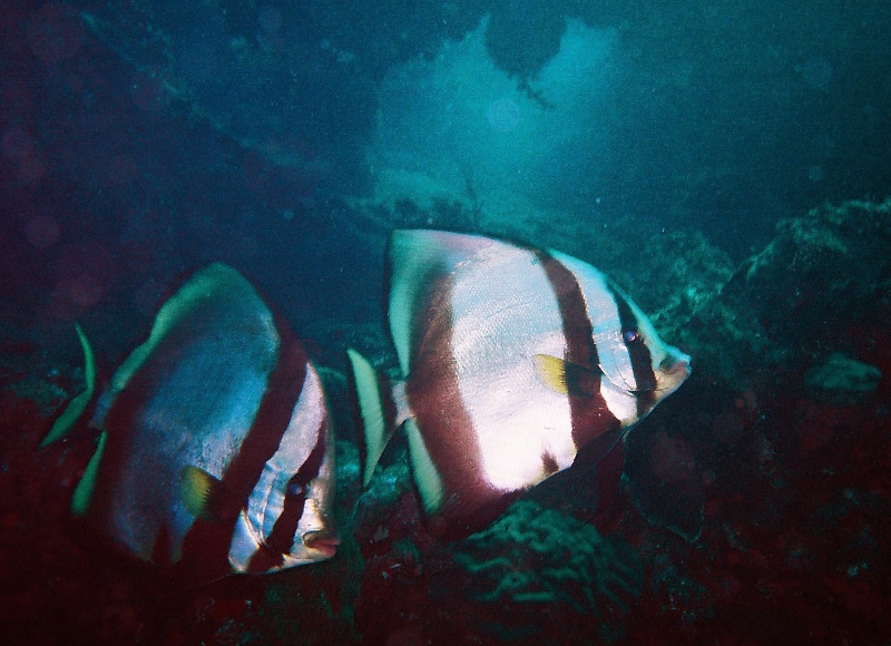 000039.JPG - Indonesia Bali Tulamben. Scuba diving the wreck S/S Liberty