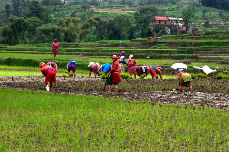 paddy_workers.jpg