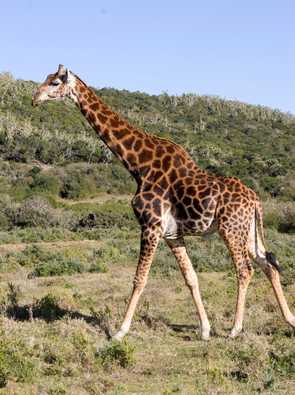 giraffe3.jpg