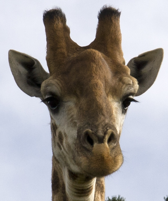 giraffe4.jpg