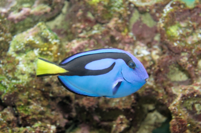 Maurice's Photos/aquarium/Paracanthurus hepatus (Palette surgeonfish ...