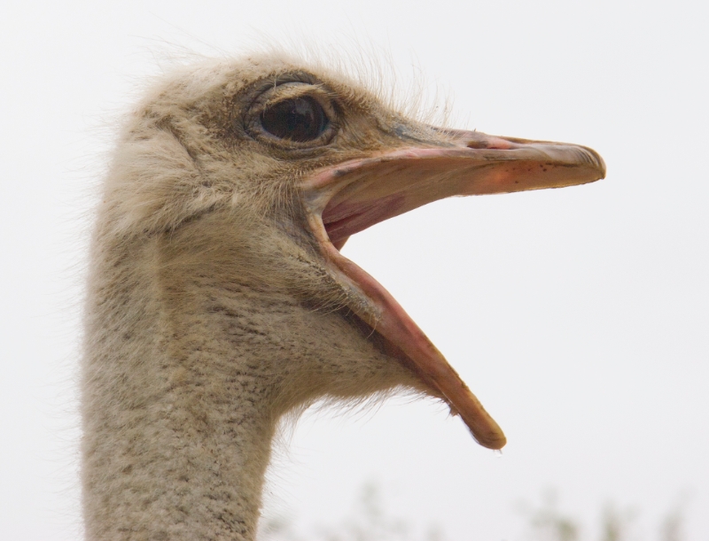 ostrich1.jpg