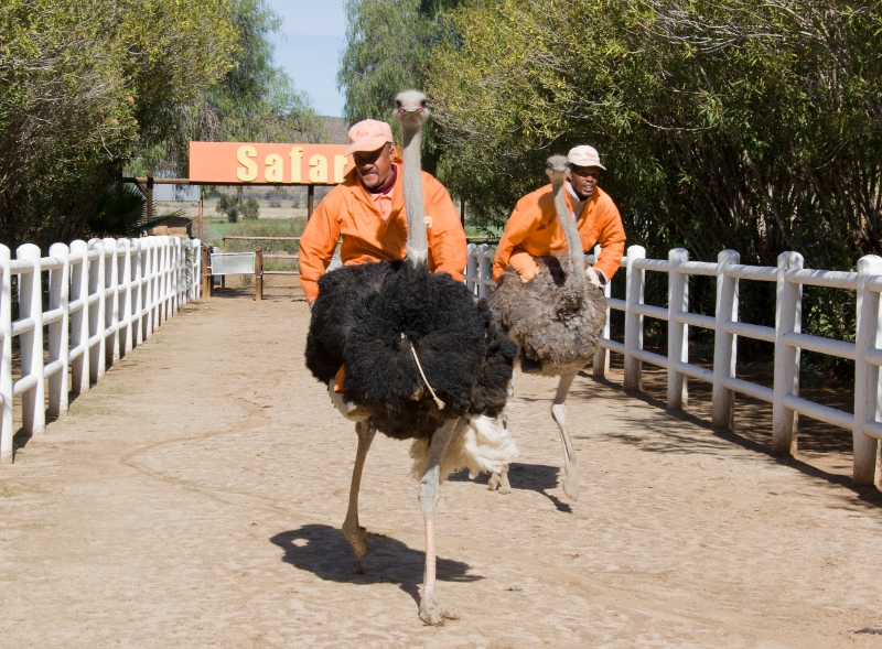 ostrichrace.jpg