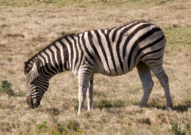 zebra1.jpg