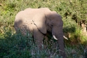 elephant1